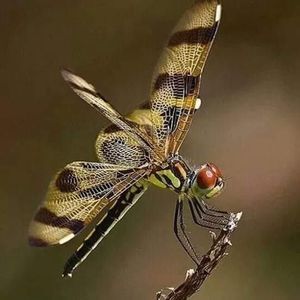 Meet your Posher, Donna